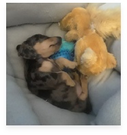 Cleopatra the Blue Dapple Miniature Dachshund in Her Happy Home!