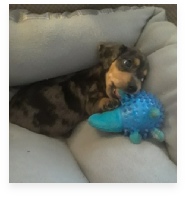 Cleopatra the Blue Dapple Miniature Dachshund in Her Happy Home!