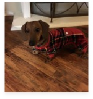 Cooper the Red Miniature Dachshund in His Happy Home!