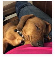 Cooper the Red Miniature Dachshund in His Happy Home!