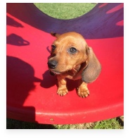 Cooper the Red Miniature Dachshund in His Happy Home!