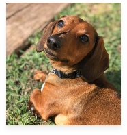 Crash the Red Miniature Dachshund in His Happy Home!