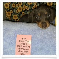 Daisy's AKC Chocolate &Tan piebald short hair male with small amount of white on chest with ticking Miniature Dachshund Puppy