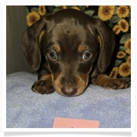Daisy's AKC Chocolate &Tan piebald short hair male with small amount of white on chest with ticking Miniature Dachshund Puppy