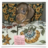 Daisy's AKC Chocolate &Tan Piebald Short Hair Female with white chest, all 4 legs are cream colored, with 4 white paws Miniature Dachshund Puppy