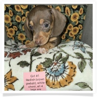 Daisy's AKC Chocolate &Tan Piebald Short Hair Female with white chest, all 4 legs are cream colored, with 4 white paws Miniature Dachshund Puppy