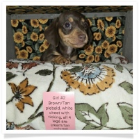 Daisy's AKC Chocolate &Tan Piebald Short Hair Female with white chest with ticking, all 4 legs are cream/tan colored Miniature Dachshund Puppy