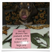 Daisy's AKC Chocolate &Tan Piebald Short Hair Female with white chest with ticking, all 4 legs are cream/tan colored Miniature Dachshund Puppy
