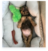 Barbie's Pup the Red Miniature Dachshund in Her Happy Home!