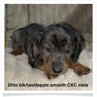 Ditto's CKC Black & Tan Dapple Smooth Coat Male Miniature Dachshund Puppy