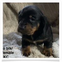 Ditto's CKC Black & Tan Smooth Coat Female Miniature Dachshund Puppy
