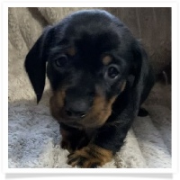 Ditto's CKC Black & Tan Smooth Coat Female Miniature Dachshund Puppy