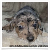 Ditto's CKC Black & Tan Silver Dapple Smooth Coat Male Miniature Dachshund Puppy
