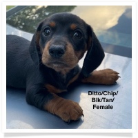 Ditto's CKC Black & Tan Smooth Coat Female Miniature Dachshund Puppy