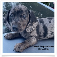 Ditto's CKC Black Dapple Smooth Coat Male Miniature Dachshund Puppy