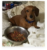 Dolly the Red Miniature Dachshund in Her Happy Home!