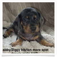 Gabby's AKC Black & Tan Dapple Smooth Coat Male (with more spots) Miniature Dachshund Puppy