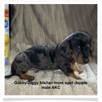 Gabby's AKC Black & Tan Dapple Smooth Coat Male (with more spots) Miniature Dachshund Puppy