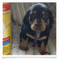 Gabby's AKC Black & Tan Smooth Coat Male Miniature Dachshund Puppy