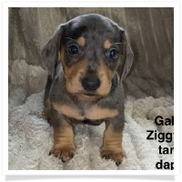 Gabby's AKC Black & Tan Silver Dapple Smooth Coat Male Miniature Dachshund Puppy