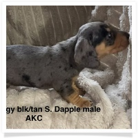 Gabby's AKC Black & Tan Silver Dapple Smooth Coat Male Miniature Dachshund Puppy
