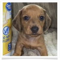 Gabby's AKC Red Dapple Smooth Coat Male Miniature Dachshund Puppy