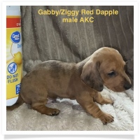 Gabby's AKC Red Dapple Smooth Coat Male Miniature Dachshund Puppy