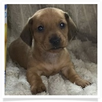 Gabby's AKC Red Smooth Coat Male Miniature Dachshund Puppy