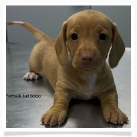 Gabby's AKC Red Short Hair Female Miniature Dachshund Puppy
