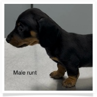 Gabby's AKC Black & Tan Short Hair Male Miniature Dachshund Puppy