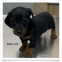Gabby's AKC Black & Tan Short Hair Male Miniature Dachshund Puppy