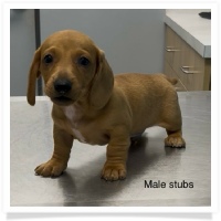 Gabby's AKC Red Short Hair Male Miniature Dachshund Puppy