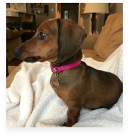 Gator the Red Miniature Dachshund in Her Happy Home!