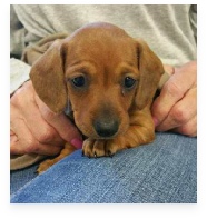 Georgia the Red Miniature Dachshund in Her Happy Home!