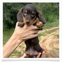 Ginger's AKC & CKC Chocolate & Tan Short Hair Male with some white on chest and toes Miniature Dachshund Puppy