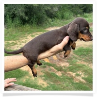 Ginger's AKC & CKC Chocolate & Tan Short Hair Male with some white on chest and toes Miniature Dachshund Puppy