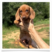 Ginger's AKC & CKC Chocolate Based Red Short Hair Female with rear dew claws Miniature Dachshund Puppy