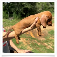 Ginger's AKC & CKC Chocolate Based Red Short Hair Female with rear dew claws Miniature Dachshund Puppy