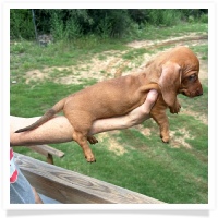 Ginger's AKC & CKC Chocolate Based Red Short Hair Female Miniature Dachshund Puppy