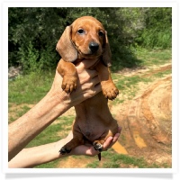 Ginger's AKC & CKC Red Short Hair Male with white rear toes Miniature Dachshund Puppy
