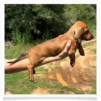 Ginger's AKC & CKC Red Short Hair Male with white rear toes Miniature Dachshund Puppy