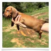 Ginger's AKC & CKC Red Short Hair Male with white rear toes Miniature Dachshund Puppy