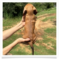 Ginger's AKC & CKC Red Short Hair Male with white rear toes Miniature Dachshund Puppy