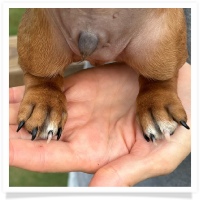 Ginger's AKC & CKC Red Short Hair Male with white rear toes Miniature Dachshund Puppy