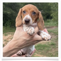Ginger's AKC & CKC Chocolate Based Red Piebald Short Hair Female Miniature Dachshund Puppy