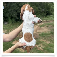 Ginger's AKC & CKC Chocolate Based Red Piebald Short Hair Female Miniature Dachshund Puppy