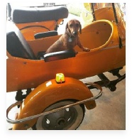 Fitz the Red Dapple Miniature Dachshund in His Happy Home!