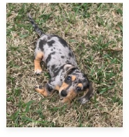 Harlee the Blue Dapple Miniature Dachshund in Her Happy Home!