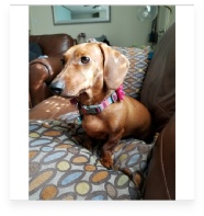 Harlow the Red Miniature Dachshund in Her Happy Home!