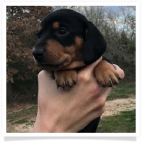 Rosie's Black and Tan Short Hair Male Miniature Dachshund Puppy With Rear Dew Claws 